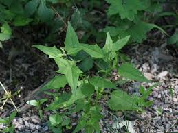 Attēlu rezultāti vaicājumam “Chenopodium acerifolium”