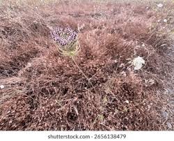 Attēlu rezultāti vaicājumam “Daucus carota subsp. carota leaf”
