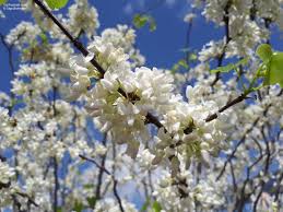 Attēlu rezultāti vaicājumam “Cercis siliquastrum”