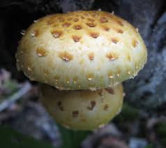 Attēlu rezultāti vaicājumam “Pholiota heteroclita”