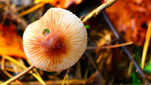 Attēlu rezultāti vaicājumam “Mycena zephirus”