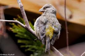 Image result for Loxia curvirostra