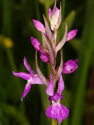 Attēlu rezultāti vaicājumam “Dactylorhiza traunsteineri”