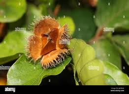 Attēlu rezultāti vaicājumam “Fagus sylvatica fruit”