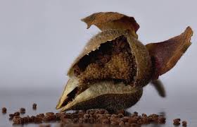 Attēlu rezultāti vaicājumam “Digitalis purpurea fruit”