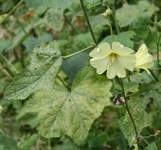 Image result for Alcea rugosa