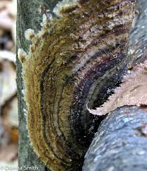 Attēlu rezultāti vaicājumam “Hymenochaete tabacina”