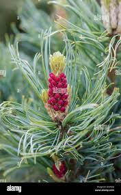Attēlu rezultāti vaicājumam “Pinus pumila male flower”