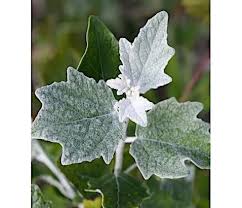 Attēlu rezultāti vaicājumam “Populus alba Nivea”