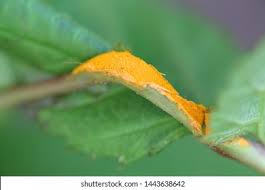 Attēlu rezultāti vaicājumam “Triphragmium ulmariae”