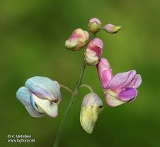 Attēlu rezultāti vaicājumam “Lathyrus niger leaf”
