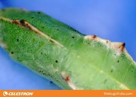 Attēlu rezultāti vaicājumam “Galerucella nymphaeae pupa”