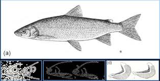 Image result for Coregonus huntsmani