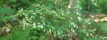Attēlu rezultāti vaicājumam “Festuca altissima leaf”