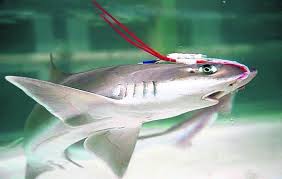 Image result for Mustelus canis