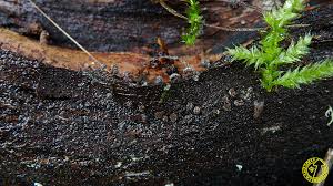 Attēlu rezultāti vaicājumam “Physarum notabile”