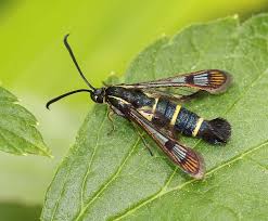 Attēlu rezultāti vaicājumam “Sesiidae”