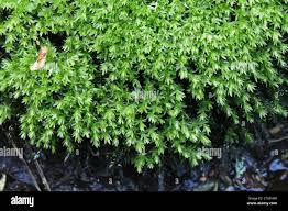 Attēlu rezultāti vaicājumam “Mnium hornum”