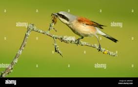 Attēlu rezultāti vaicājumam “Lanius collurio male”