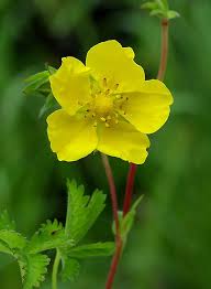 Attēlu rezultāti vaicājumam “Potentilla reptans bud”