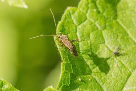 Attēlu rezultāti vaicājumam “Psallus sp.”