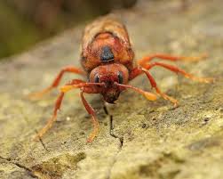 Attēlu rezultāti vaicājumam “Cimbex femoratus imago”