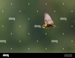 Attēlu rezultāti vaicājumam “Hippolais icterina adult”