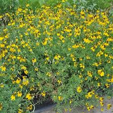 Image result for Ratibida columnifera