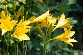 Attēlu rezultāti vaicājumam “Hemerocallis lilioasphodelus flower”