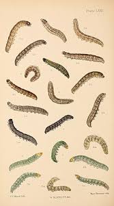 Attēlu rezultāti vaicājumam “Agrotis ripae”