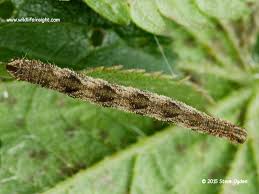 Attēlu rezultāti vaicājumam “Eupithecia icterata”