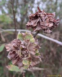 Attēlu rezultāti vaicājumam “Rhabdophaga rosaria”