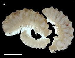 Attēlu rezultāti vaicājumam “Strongylosoma pallipes”