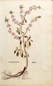 Attēlu rezultāti vaicājumam “Daphne mezereum fruit”