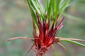 Attēlu rezultāti vaicājumam “Carex digitata leaf”