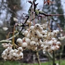 Attēlu rezultāti vaicājumam “Sorbus”