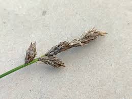 Attēlu rezultāti vaicājumam “Carex leporina”