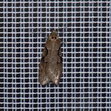 Attēlu rezultāti vaicājumam “Semioscopis steinkellneriana”