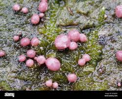 Attēlu rezultāti vaicājumam “Amaurochaete atra spores”