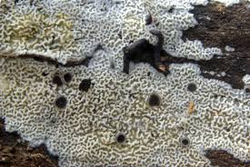 Attēlu rezultāti vaicājumam “Ceriporia”