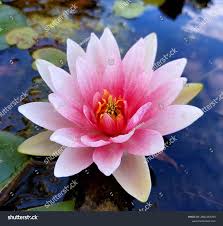 Attēlu rezultāti vaicājumam “Nymphaea candida”