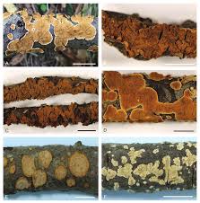 Attēlu rezultāti vaicājumam “Laurilia sulcata”