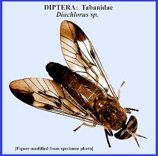 Attēlu rezultāti vaicājumam “Haematopota sp.”