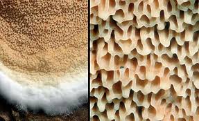 Attēlu rezultāti vaicājumam “Gloeoporus taxicola”