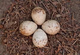 Attēlu rezultāti vaicājumam “Scolopax rusticola eggs”