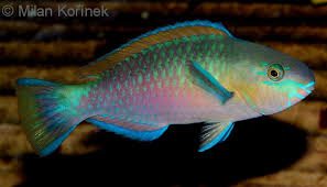 Image result for Scarus psittacus