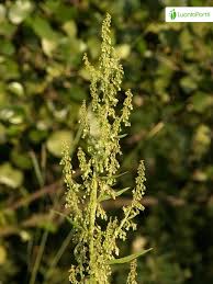 Attēlu rezultāti vaicājumam “Rumex aquaticus fruit”