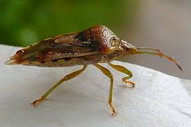 Attēlu rezultāti vaicājumam “Elasmucha grisea”