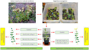 Attēlu rezultāti vaicājumam “Hylotelephium maximum”
