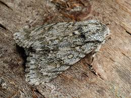 Attēlu rezultāti vaicājumam “Acronicta aceris larva”